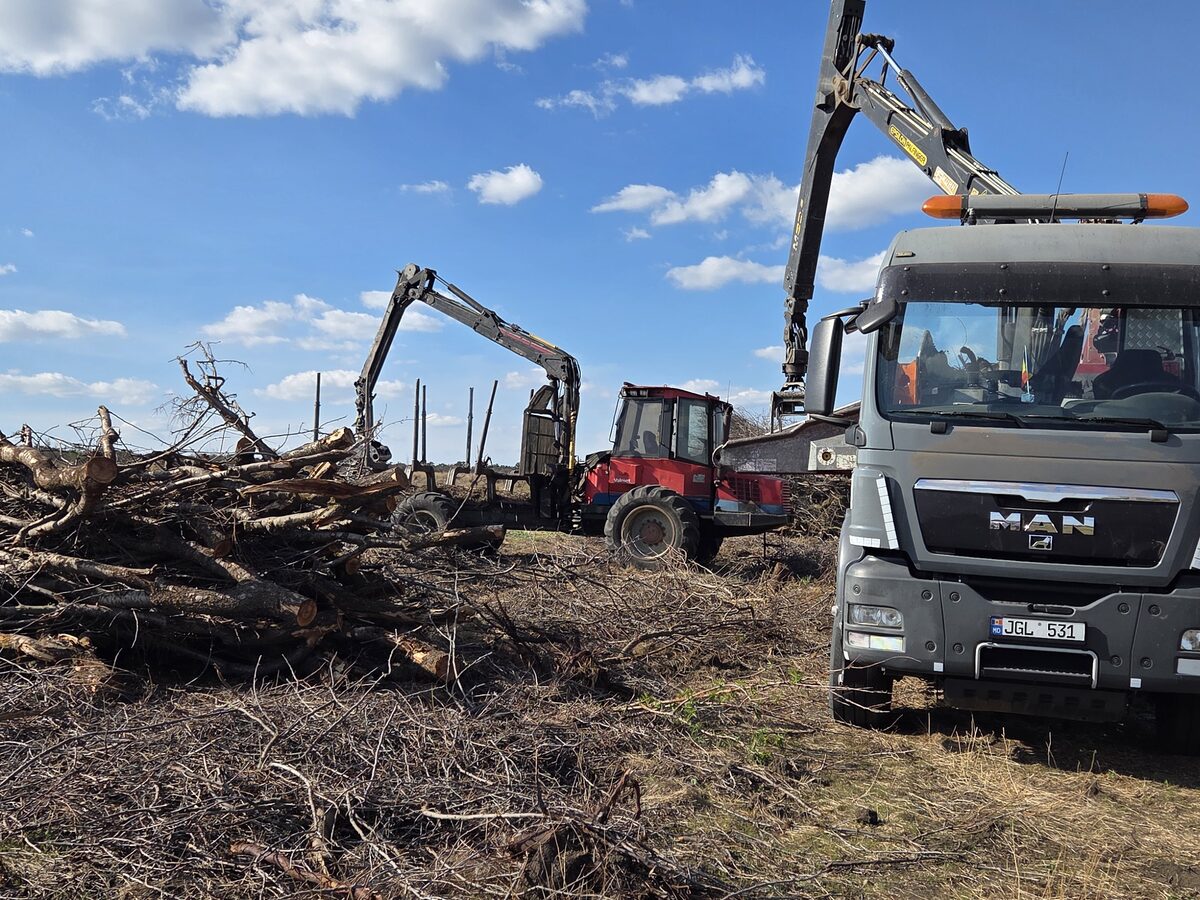 Cap tractor MAN TGS și forwarder forestier lângă o grămadă de material lemnos, pe câmp